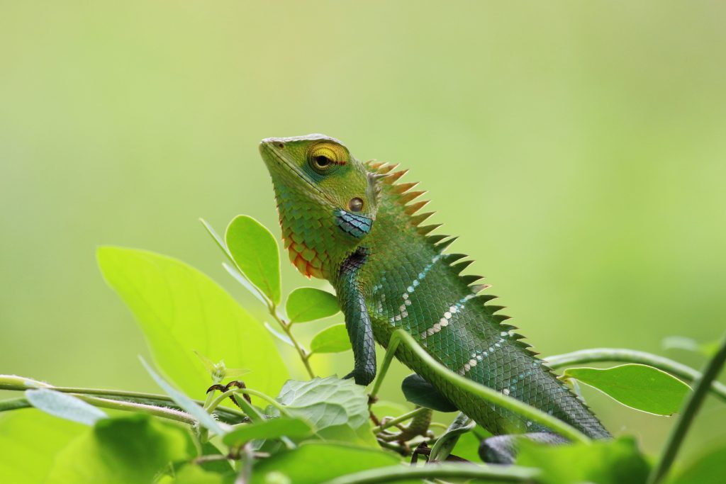 Image d'un caméléon vert se fondant dans la masse. Premiers pas dans le monde professionnel