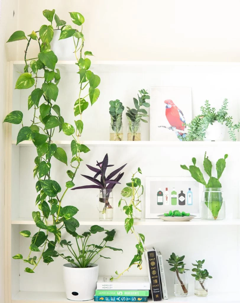 Plantes vertes sur des étagères